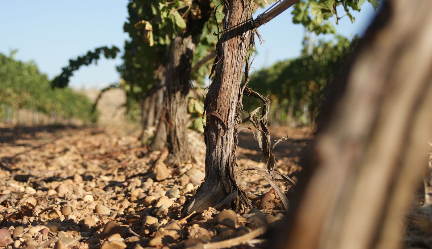 terroir
