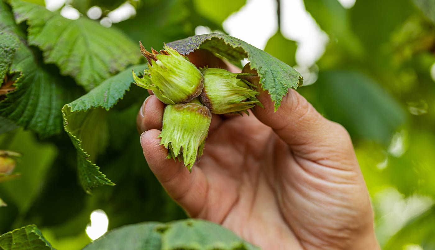 Corilicoltura sostenibile